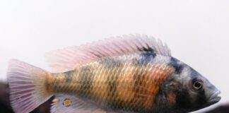 poisson Haplochromis obliquidens