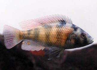 poisson Haplochromis obliquidens