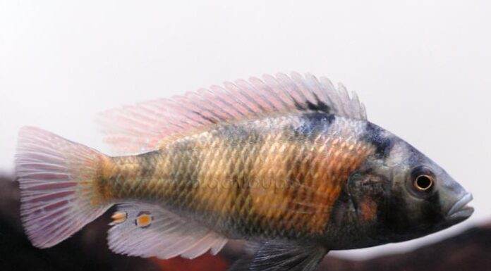 Fiche du poisson Haplochromis obliquidens poisson Haplochromis obliquidens