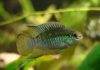 poisson Laetacara curviceps