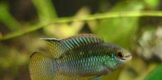 poisson Laetacara curviceps