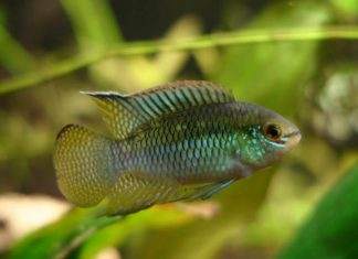 Fiche du poisson Laetacara curviceps poisson Laetacara curviceps