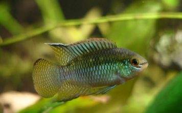 Fiche du poisson Laetacara curviceps poisson Laetacara curviceps