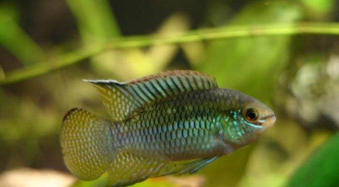 poisson Laetacara curviceps