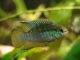 poisson Laetacara curviceps