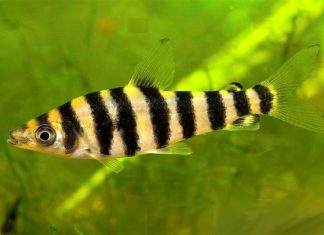 poisson Leporinus affinis