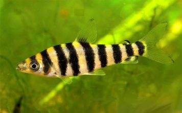 Fiche du poisson Leporinus affinis poisson Leporinus affinis