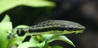 poisson Macrotocinclus affinis
