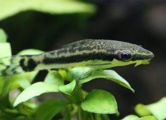 poisson Macrotocinclus affinis