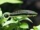 poisson Macrotocinclus affinis