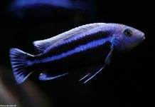 poisson Melanochromis chipokae