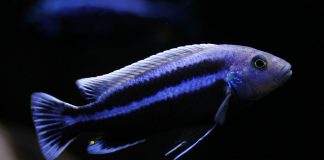 poisson Melanochromis chipokae