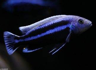 Fiche du poisson Melanochromis chipokae poisson Melanochromis chipokae