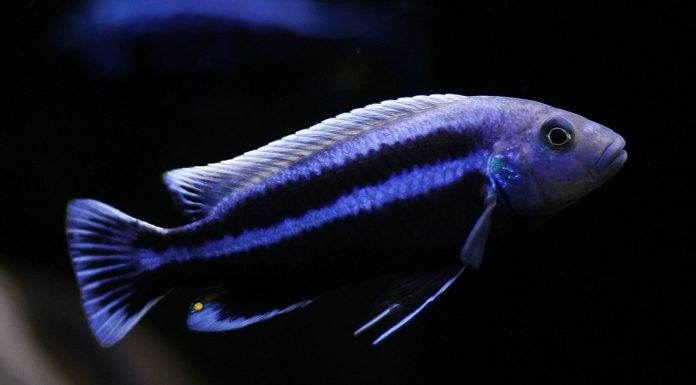 Fiche du poisson Melanochromis chipokae poisson Melanochromis chipokae