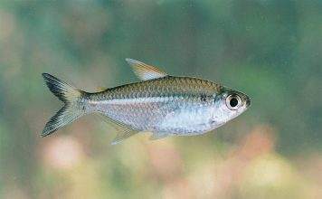 Fiche du poisson Moenkhausia intermedia poisson Moenkhausia intermedia