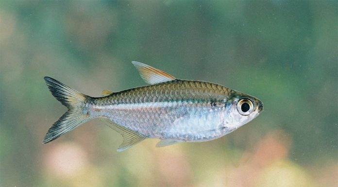 poisson Moenkhausia intermedia