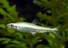 poisson Nannostomus anduzei