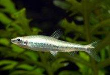 poisson Nannostomus anduzei