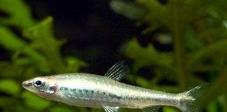 poisson Nannostomus anduzei
