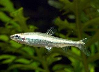 poisson Nannostomus anduzei
