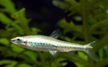 poisson Nannostomus anduzei
