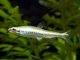 Fiche du poisson Nannostomus anduzei poisson Nannostomus anduzei