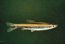 poisson Nannostomus bifasciatus