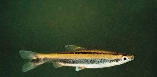 poisson Nannostomus bifasciatus