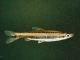 poisson Nannostomus bifasciatus