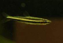 poisson Nannostomus digrammus