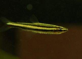 poisson Nannostomus digrammus