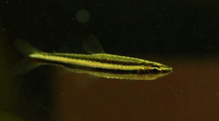 Fiche du poisson Nannostomus digrammus poisson Nannostomus digrammus