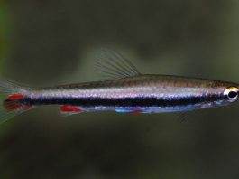 poisson Nannostomus harrisoni