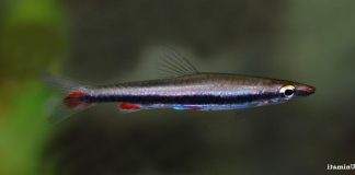 poisson Nannostomus harrisoni