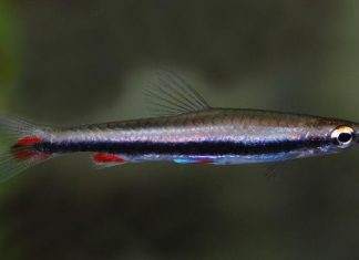poisson Nannostomus harrisoni