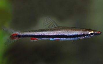 Fiche du poisson Nannostomus harrisoni poisson Nannostomus harrisoni