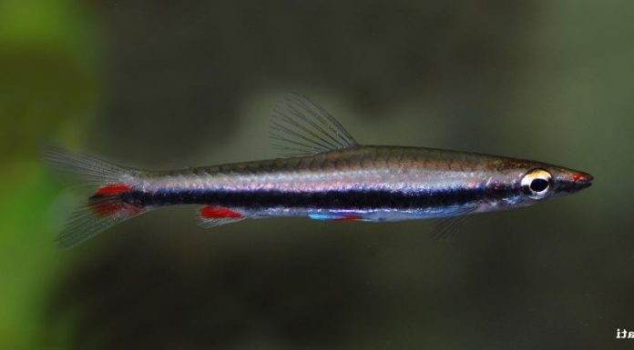 poisson Nannostomus harrisoni