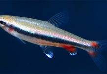 poisson Nannostomus nitidus