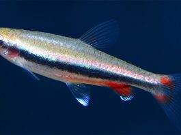poisson Nannostomus nitidus