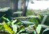 Fiche du poisson Nannostomus trifasciatus poisson Nannostomus trifasciatus