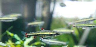 poisson Nannostomus trifasciatus