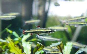 poisson Nannostomus trifasciatus