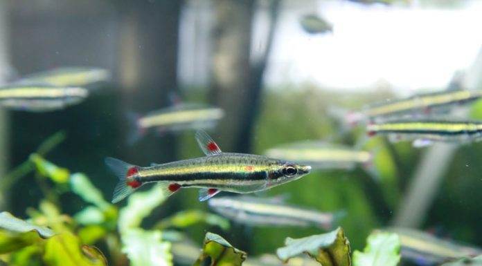 poisson Nannostomus trifasciatus