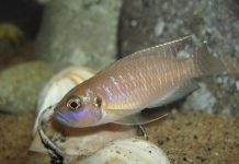 Fiche du poisson Neolamprologus brevis poisson Neolamprologus brevis