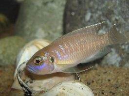 poisson Neolamprologus brevis
