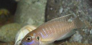 poisson Neolamprologus brevis