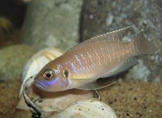 poisson Neolamprologus brevis