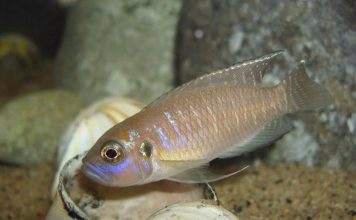 Fiche du poisson Neolamprologus brevis poisson Neolamprologus brevis