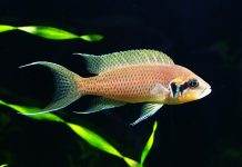 poisson Neolamprologus brichardi