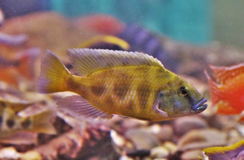 poisson Nimbochromis livingstonii